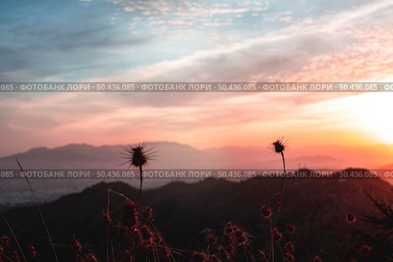 beautiful sunset landscape with trees. Стоковое фото, агентство Ingram Publishing / Фотобанк Лори