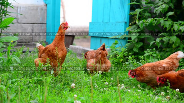 beautiful thoroughbred chickens pinch the grass in courtyard of rural house. Стоковое видео, видеограф Володина Ольга / Фотобанк Лори