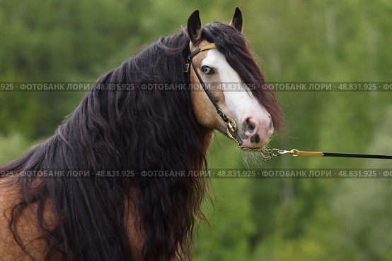 Beautiful Tinker horse with long mane rearing up in nature background. Прекрасная лошадь породы Тинкер с длинной гривой встала на дыбы на фоне лесной лужайки. Стоковое фото, фотограф Михаил Кондрашов / Фотобанк Лори