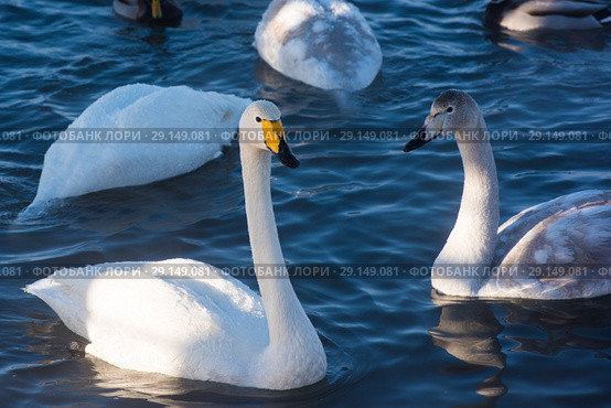 Beautiful white whooping swans. Стоковое фото, фотограф Jan Jack Russo Media / Фотобанк Лори