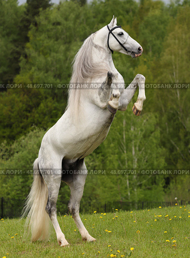 Beautiful white wild horse rearing up in nature background. Прекрасная дикая белая лошадь встала на дыбы на фоне лесной лужайке. Стоковое фото, фотограф Михаил Кондрашов / Фотобанк Лори