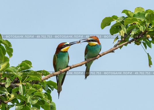 Bee-eater passing an insect care and partnership in nature. Стоковое фото, фотограф Игорь Кляхин / Фотобанк Лори
