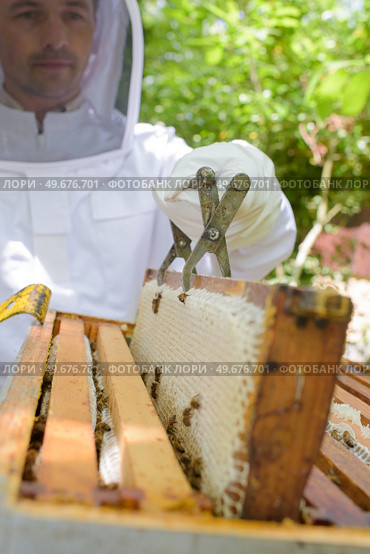 Beekeeper lifting out frame with metal tool. Стоковое фото, агентство Ingram Publishing / Фотобанк Лори