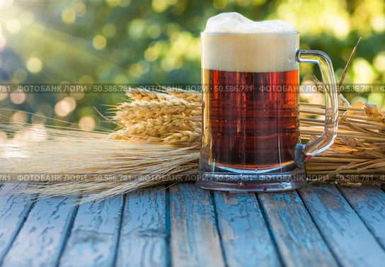 beer, ears and corn barley on an old table in the sun rays. beer, ears and corn barley on an old table. Стоковое фото, агентство Ingram Publishing / Фотобанк Лори