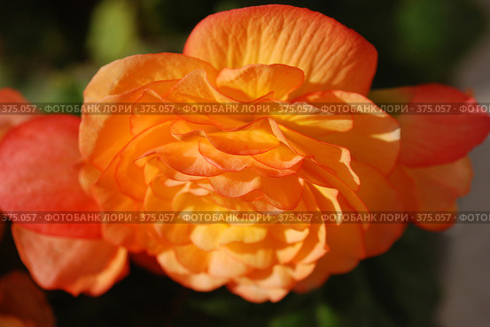 Begonia \ Бегония. Стоковое фото, фотограф Лифанцева Елена / Фотобанк Лори