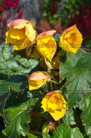 Бегония "Криспа Маргината желто-красная" (лат. Begonia crispa marginata Yellow and Red) цветет в саду. Стоковое фото, фотограф Елена Коромыслова / Фотобанк Лори