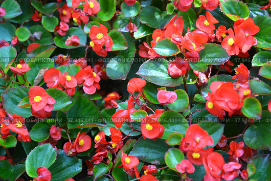 Бегония вечноцветущая (Begonia semperflorens Link & Otto)  с красными цветками. Стоковое фото, фотограф Ирина Борсученко / Фотобанк Лори