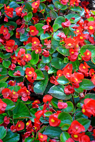 Бегония вечноцветущая (Begonia semperflorens Link & Otto)  с красными цветками. Фон. Стоковое фото, фотограф Ирина Борсученко / Фотобанк Лори