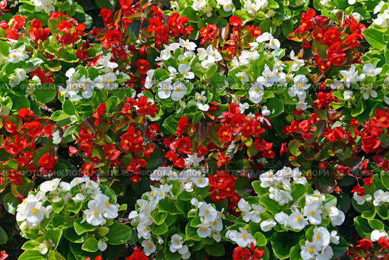 Бегония вечноцветущая (Begonia semperflorens Link & Otto)  с красными и белыми цветками. Стоковое фото, фотограф Ирина Борсученко / Фотобанк Лори
