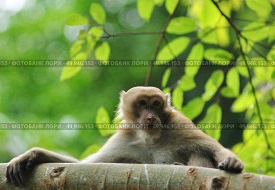 behaviors of monkey in the nature, wild macaques. Стоковое фото, агентство Ingram Publishing / Фотобанк Лори
