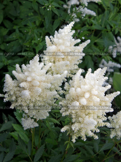 Белая астильба (лат. Astilbe) Стоковое фото, фотограф Елена Орлова / Фотобанк Лори