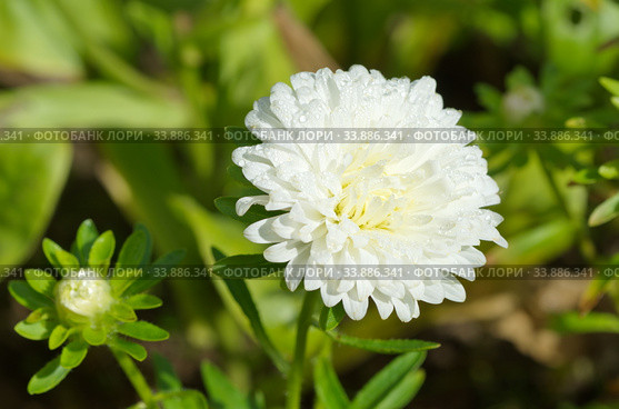 Белая астра (лат. Aster) в саду крупным планом. Стоковое фото, фотограф Елена Коромыслова / Фотобанк Лори