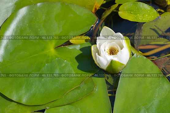 Белая кувшинка, или водяная лилия (лат. Nymphaea alba) Стоковое фото, фотограф Елена Коромыслова / Фотобанк Лори