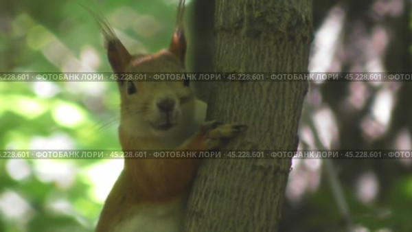 Бельчонок на дереве. Стоковое видео, видеограф Александр Мамонтов / Фотобанк Лори
