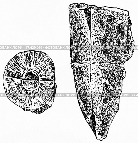 Belemnitella lateralis. Ископаемые организмы. Стоковая иллюстрация, иллюстратор Макаров Алексей / Фотобанк Лори