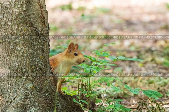 Белка обыкновенная (лат. Sciurus vulgaris) Стоковое фото, фотограф Алексей Букреев / Фотобанк Лори