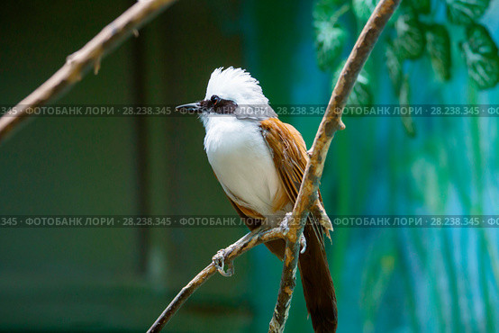 Бело-хохлатый смеющийся дрозд. White-crested Laughing thrush. Стоковое фото, фотограф Галина Савина / Фотобанк Лори
