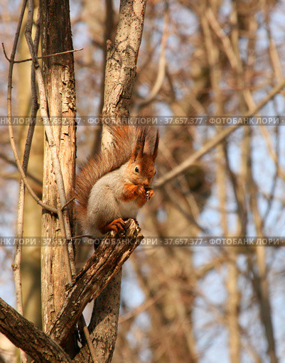 Белочка в лесу (белка обыкновенная, или векша, Sciurus vulgaris) Стоковое фото, фотограф Щеголева Ольга / Фотобанк Лори