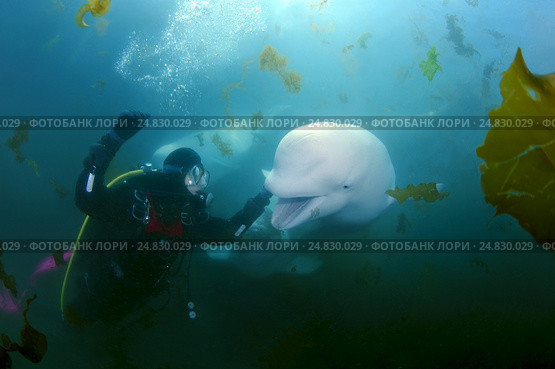 Beluga whale or white whale (Delphinapterus leucas) Sea of Japan. Стоковое фото, фотограф Некрасов Андрей / Фотобанк Лори