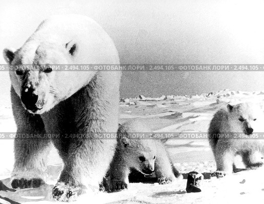 Белые медведи. Семья. Стоковое фото, фотограф Сергей Лешков / Фотобанк Лори