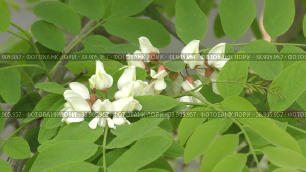 Белые соцветия Робиния ложноакациевая (лат. Robinia pseudoacacia) или белая акация. Стоковое видео, видеограф Владимир Галкин / Фотобанк Лори