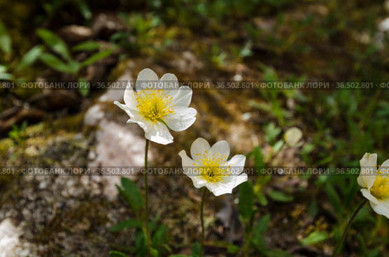 Белый арктический цветок - Дриада (Dryas punctata) Стоковое фото, фотограф Яковлев Сергей / Фотобанк Лори