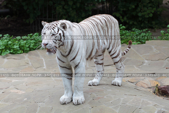 Белый бенгальский тигр (Panthera tigris tigris) Стоковое фото, фотограф Игорь Долгов / Фотобанк Лори