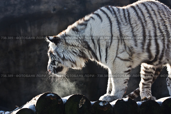 Белый тигр (panthera tigris altaica) Стоковое фото, фотограф Тимофей Косачев / Фотобанк Лори
