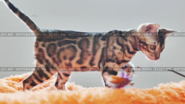 Bengal kitten playing with a toy feather on a stick. Стоковое видео, видеограф Mikhail Davidovich / Фотобанк Лори