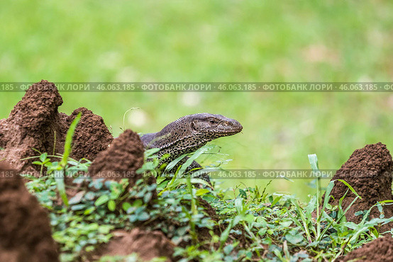 Бенгальский варан (Varanus bengalensis) выглядывает (2018 год). Стоковое фото, фотограф Анна Ефимова / Фотобанк Лори