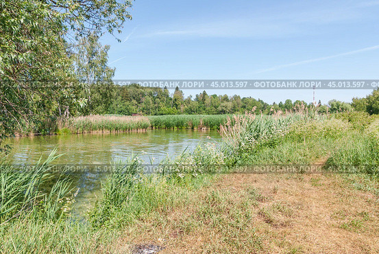 Берег реки и тростник обыкновенный (Phragmites australis) (2019 год). Стоковое фото, фотограф Алёшина Оксана / Фотобанк Лори