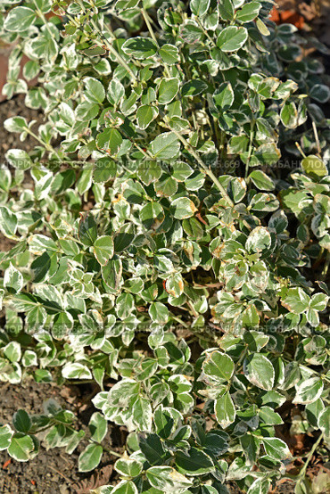 Бересклет Форчуна, сорт Emerald Gaiety (Euonymus fortunei). Фон. Стоковое фото, фотограф Ирина Борсученко / Фотобанк Лори