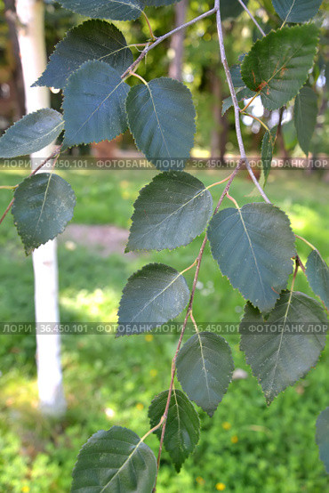 Береза полезная (гималайская) (Betula utilis D.Don ). Ветка с листьями на фоне ствола. Стоковое фото, фотограф Ирина Борсученко / Фотобанк Лори