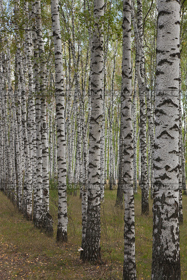Березовая лесопосадка. Стоковое фото, фотограф Иван Сазыкин / Фотобанк Лори