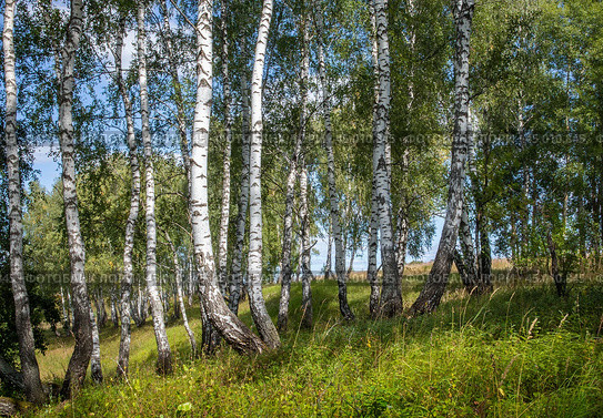 Берёзовая роща. Летний фрагментарный пейзаж. Стоковое фото, фотограф Василий Мальцев / Фотобанк Лори