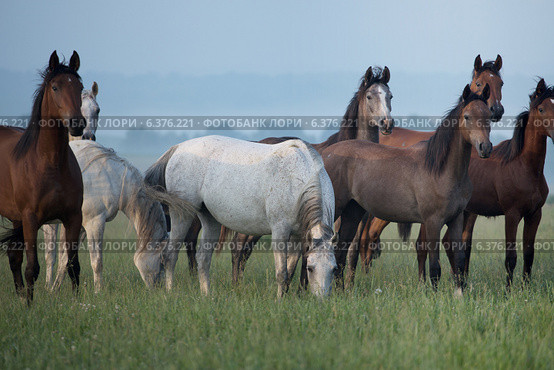 Bevy of wild horses on the meadow. Стоковое фото, агентство Ingram Publishing / Фотобанк Лори