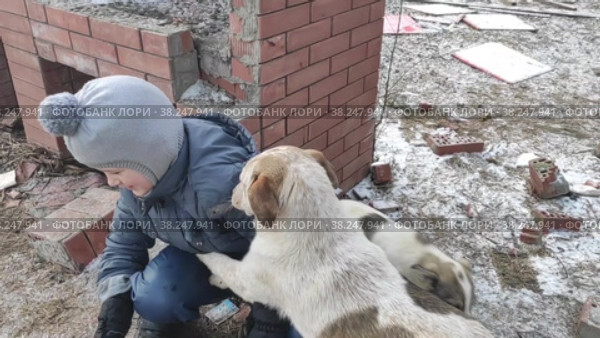 Бездомные собаки, разрушенный дом и ребенок (2022 год). Стоковое видео, видеограф Ирина Удачливая / Фотобанк Лори
