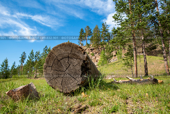 Big old log in the forest against the blue sky, ecology and logging, лесозаготовки. Стоковое фото, фотограф Алексей / Фотобанк Лори