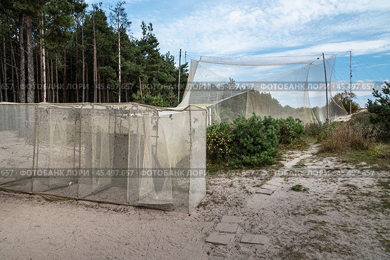 Big trap in Fringilla field ornithological station. in the Curonian Spit National Park. Russia (2021 год). Редакционное фото, фотограф Elena Odareeva / Фотобанк Лори