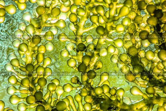 Biofuel research process in laboratory, Microalgae Photobioreactor for alternative energy innovation in Renewable Energy Laboratory. Стоковое фото, агентство Ingram Publishing / Фотобанк Лори