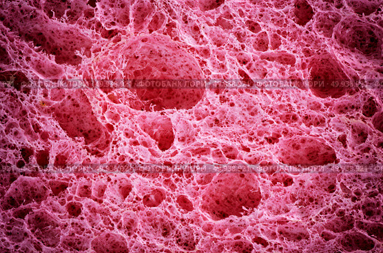 Biological texture. Element of design. Стоковое фото, агентство Ingram Publishing / Фотобанк Лори