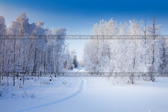 Birch grove on a frosty sunny day. Стоковое фото, фотограф Владимир Мельников / Фотобанк Лори