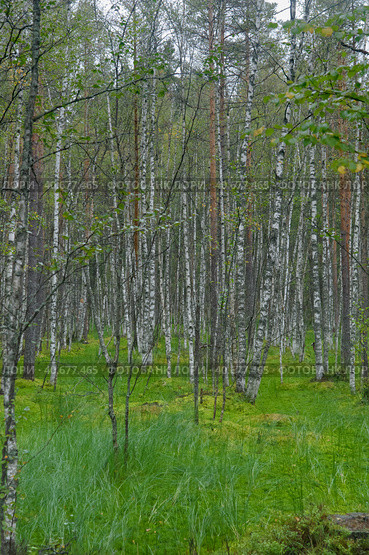 Birches on the swamp. Стоковое фото, фотограф Анна Кривицкая / Фотобанк Лори