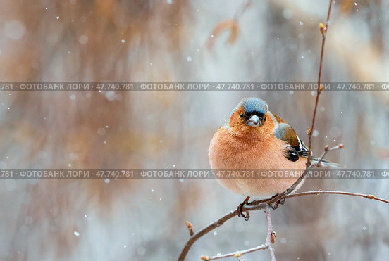 Bird male chaffinch sitting in spring park under falling snow. Стоковое фото, фотограф Бачкова Наталья / Фотобанк Лори