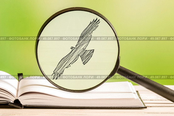 Bird search with a magnifying glass in a book. Стоковое фото, агентство Ingram Publishing / Фотобанк Лори
