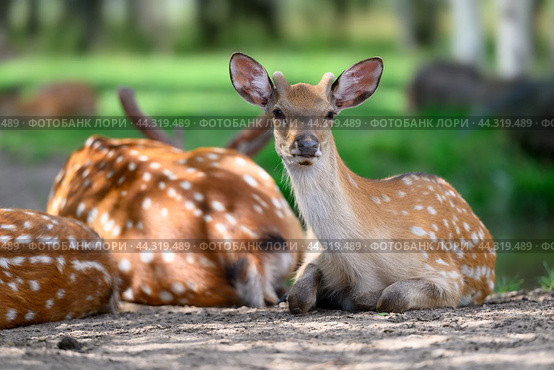 Birds and animals in wildlife concept. Amazing view of cute dappled deer family in forest lie on ground. Beautiful female deer in flock under sunlight at summer day. Animals close up perspective. Стоковое фото, фотограф Евгений / Фотобанк Лори