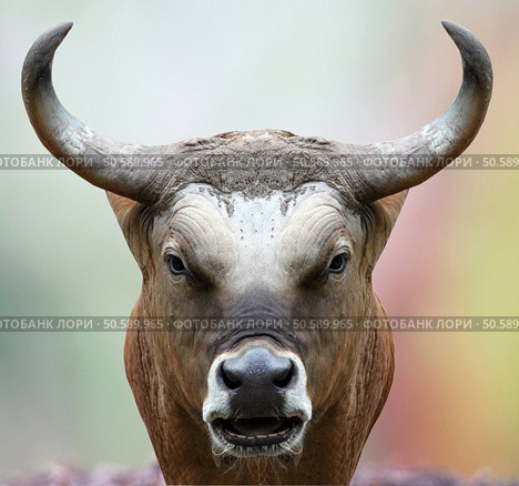 bison staring at the camera with a straight face. Стоковое фото, агентство Ingram Publishing / Фотобанк Лори