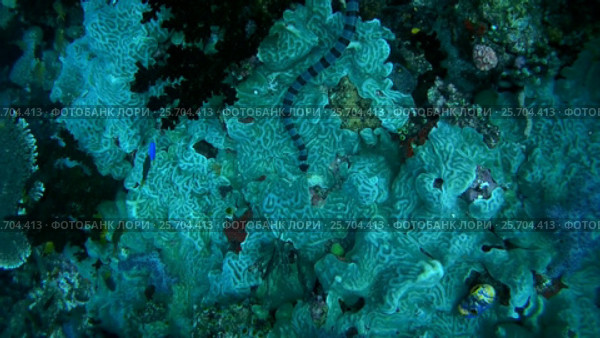 Black-banded Sea Krait or blue-lipped sea krait - Laticauda laticaudata, swims by coral reef, Oceania, Indonesia, Southeast Asia. Стоковое видео, видеограф Некрасов Андрей / Фотобанк Лори
