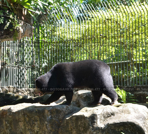 Black bear in the park, zoo in Asia. Стоковое фото, агентство Ingram Publishing / Фотобанк Лори