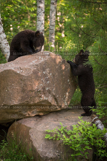 Black Bear (Ursus americanus) Cubs Climb on Rocks - captive animals. Стоковое фото, агентство Ingram Publishing / Фотобанк Лори